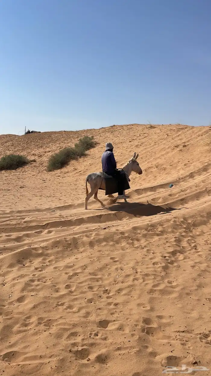 للبيع حمار مرياع شرط 2