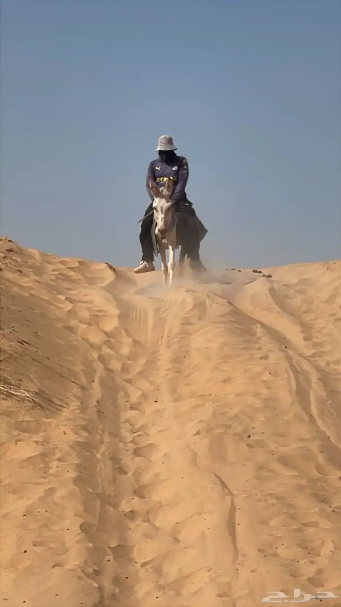 للبيع حمار مرياع شرط 5
