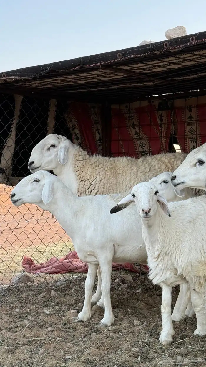 خروف حري صنف(تم البيع) 1