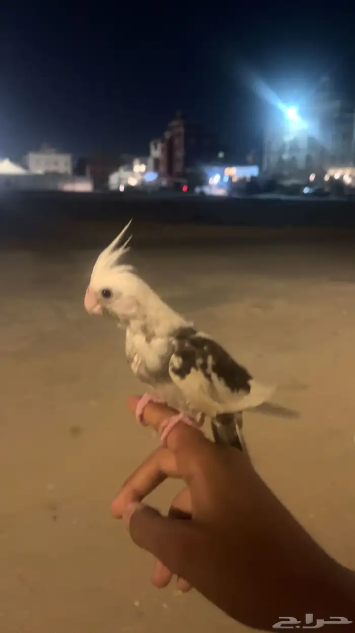 كروان للبيع 0