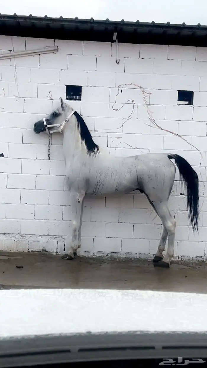 حصان شعبي حار جدا 0