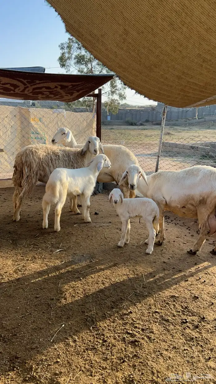 غنم دفيع تم البيع 3