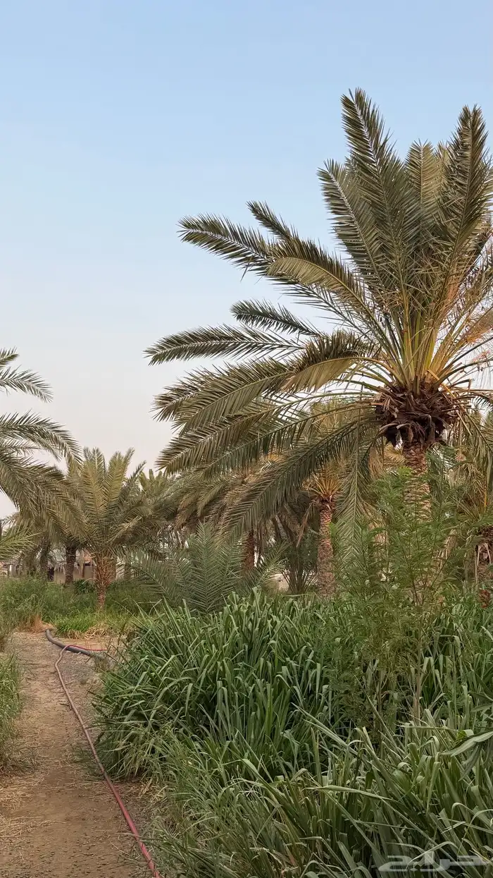 نخل للبيع 0