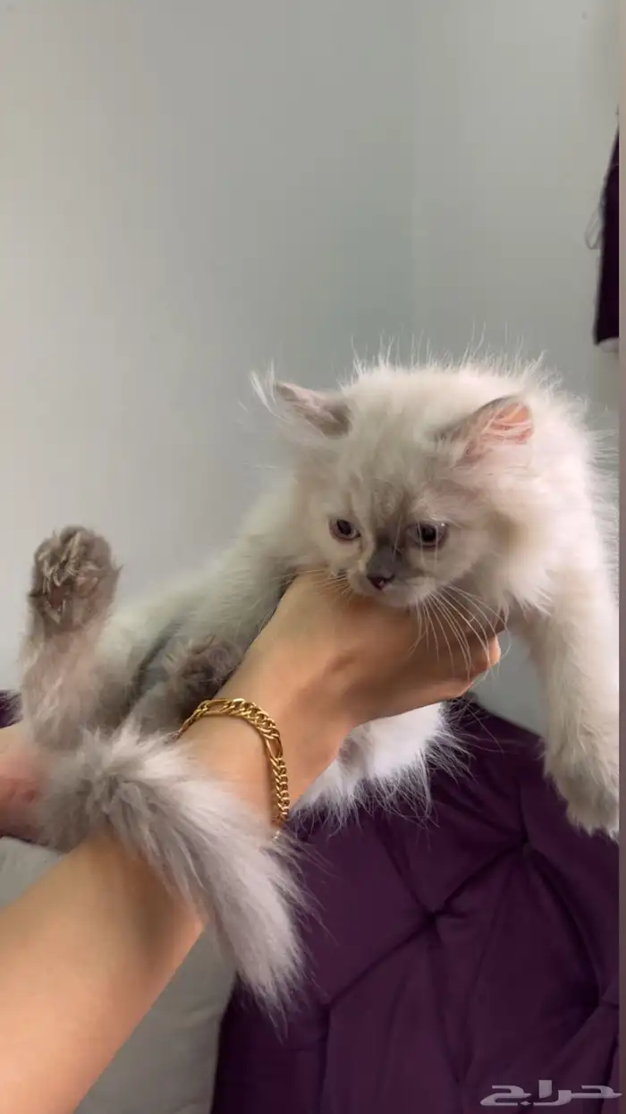 قطط الام بكي فيس الاب سكوتش فولد 2