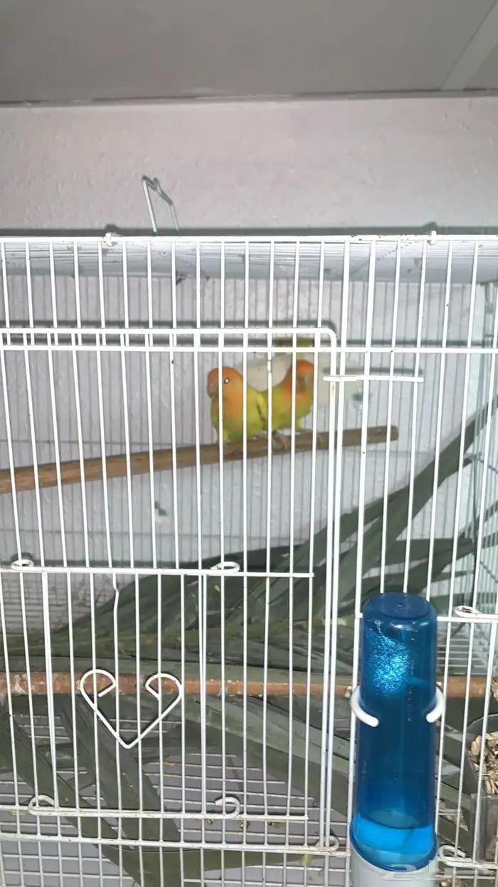 جوز روز لاتينو تحته بيض 2