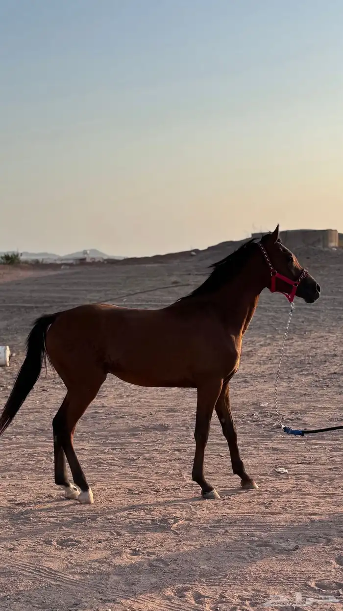 مهر للبيع العمر سنه 8شهور 1