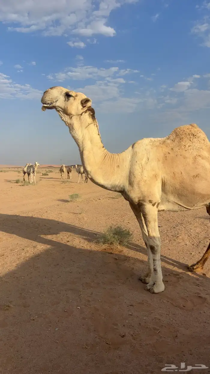 اللبيع عقابي طيب وانتاجه طيب وكفو 6