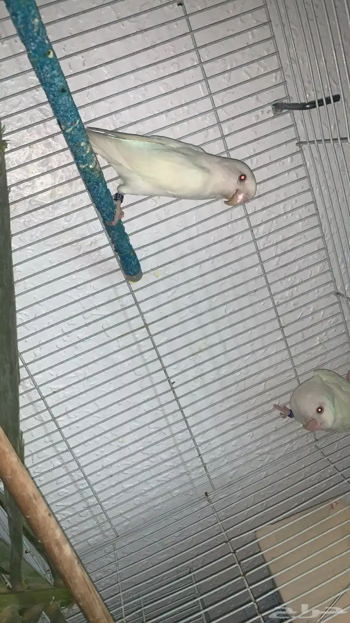 جوز البينو جامبو منتج 0