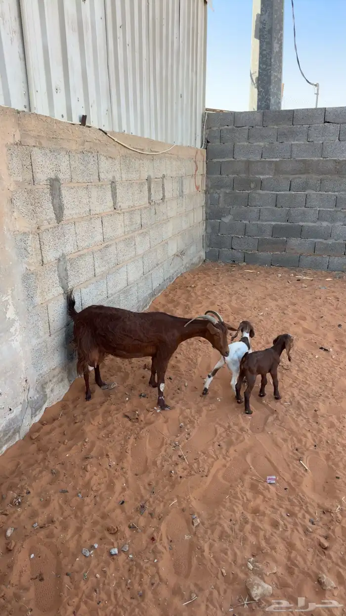 تم البيع 1