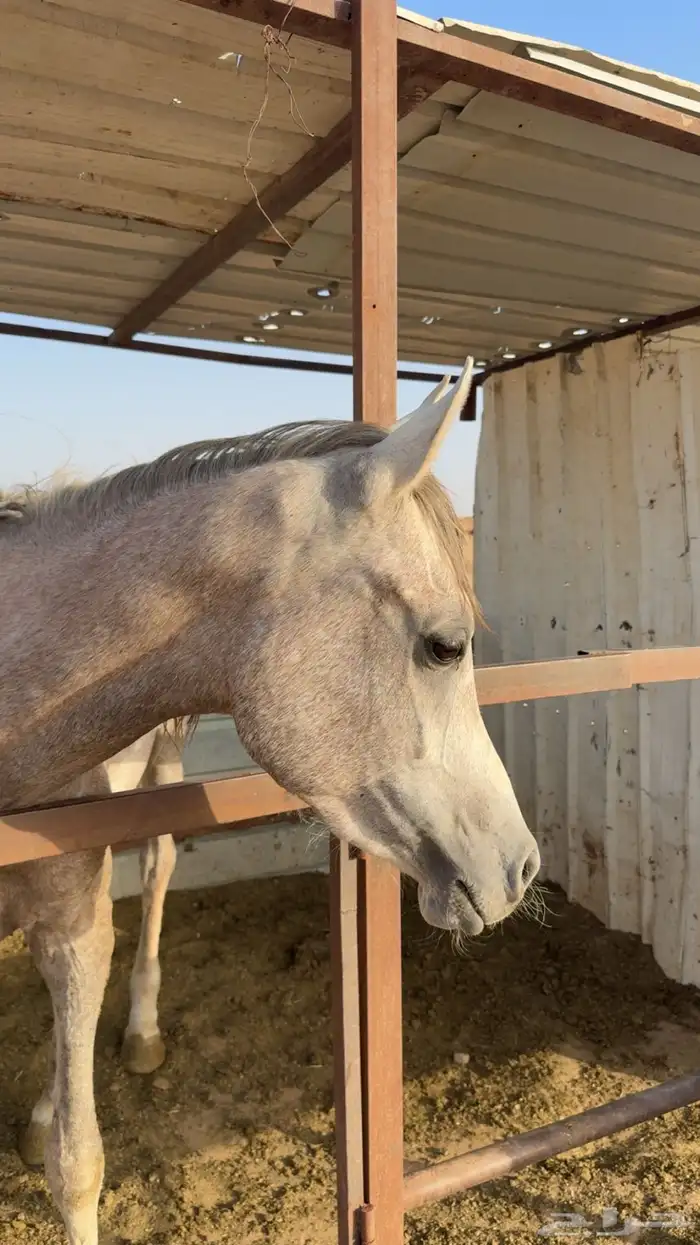 حصان شعبي 3