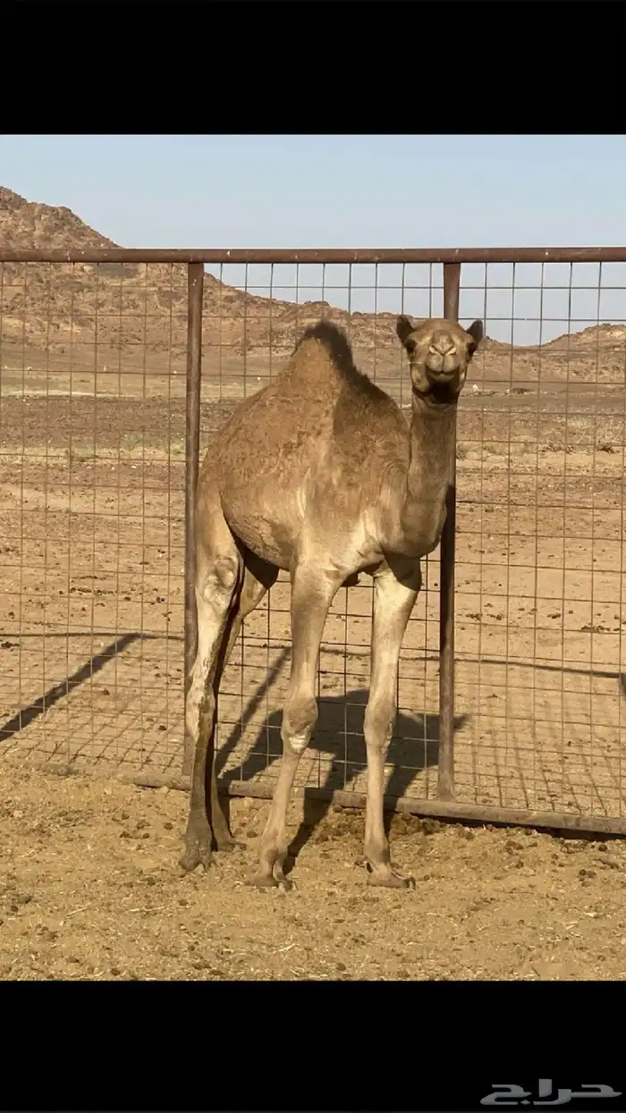 قعود 1