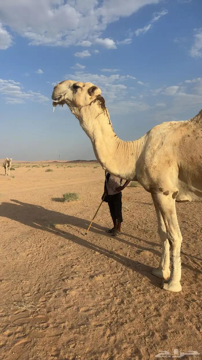 اللبيع عقابي طيب وانتاجه طيب وكفو 7
