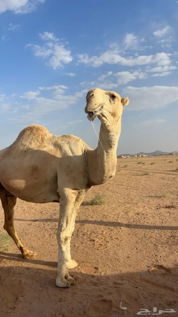 اللبيع عقابي طيب وانتاجه طيب وكفو 1