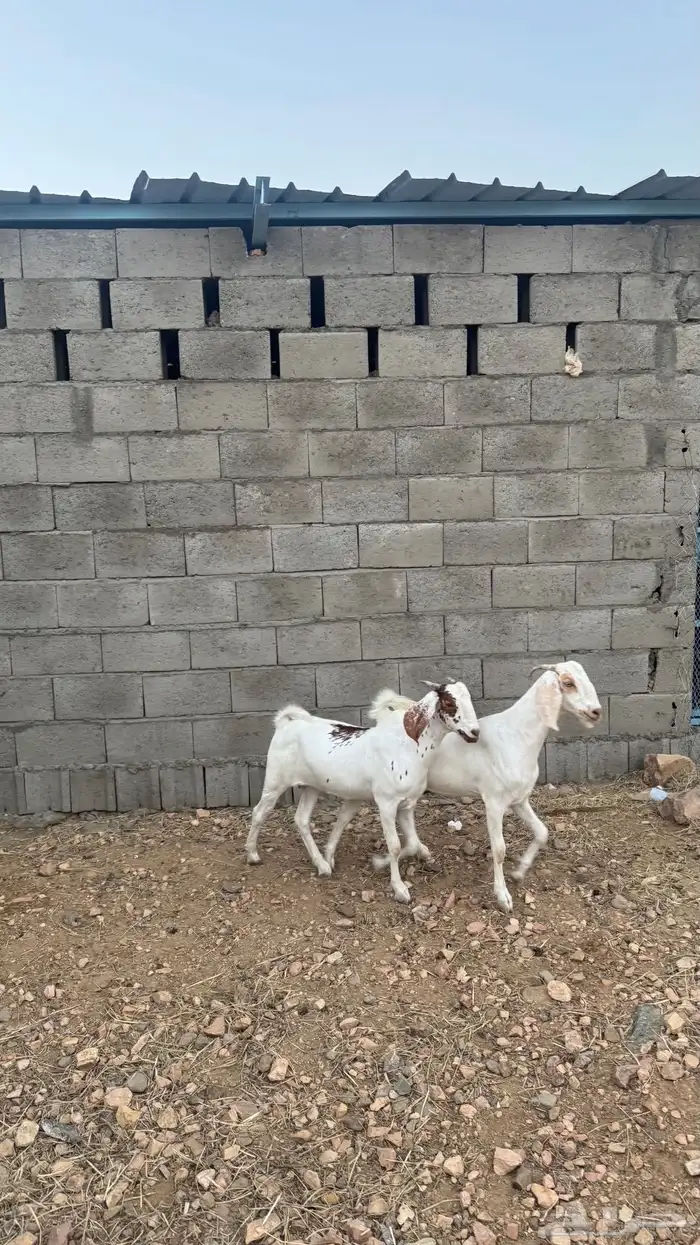 عنقان 0
