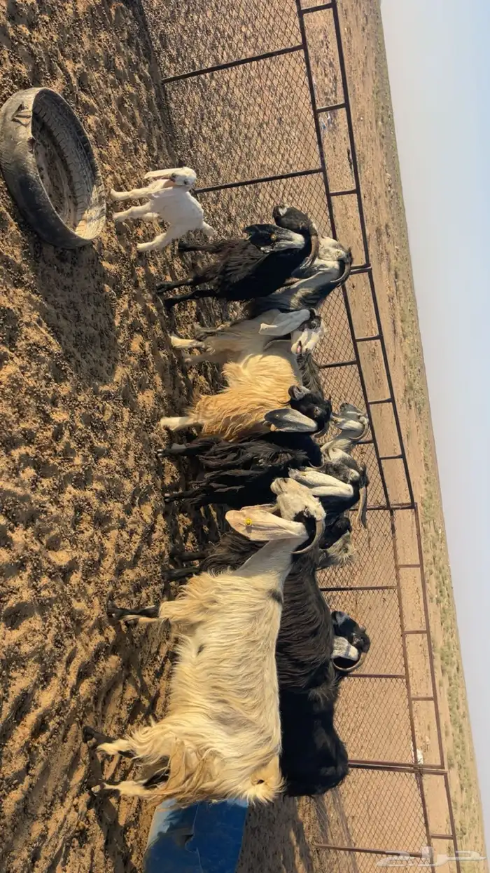 معزا عورض 0