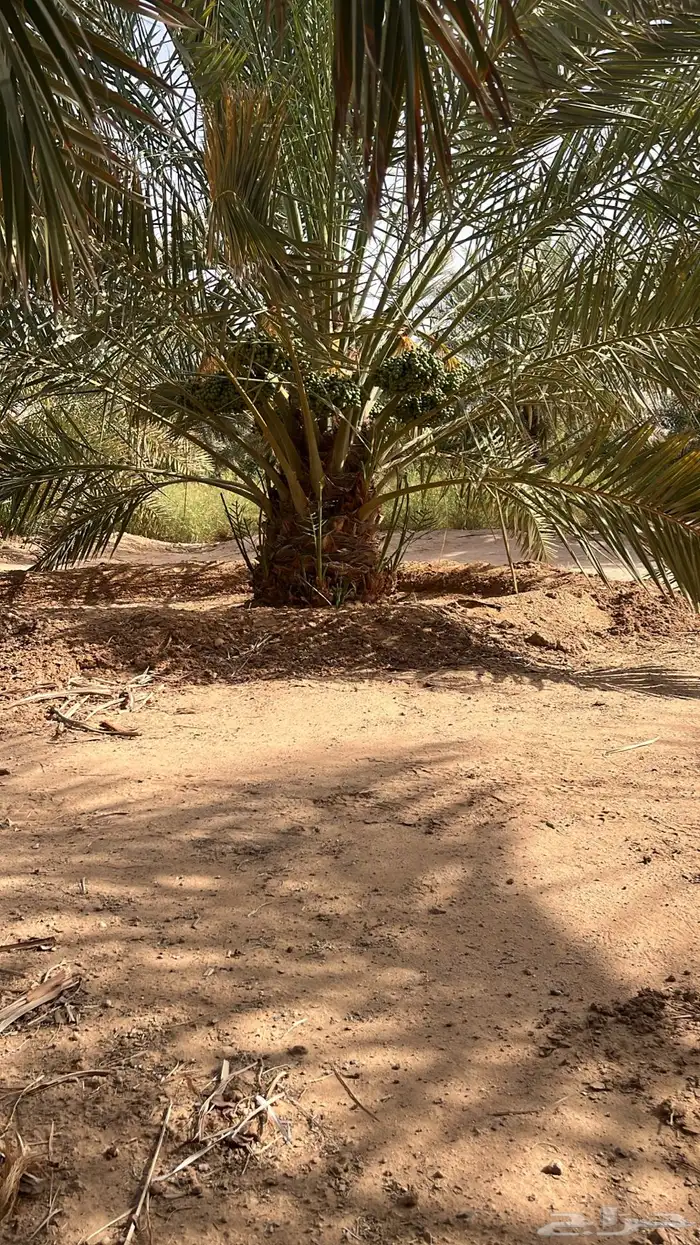 نخل 7