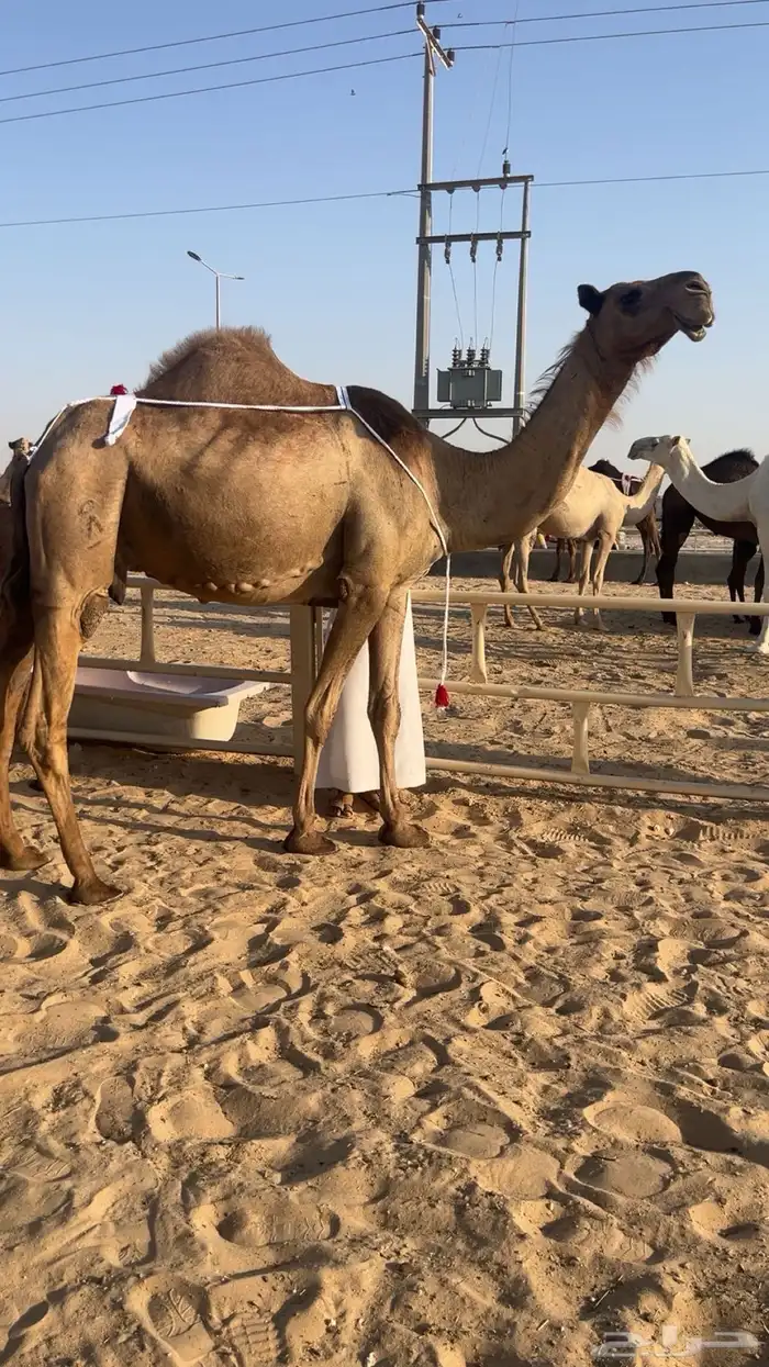 للبيع عشرااا كفوا تحتها بكره كفوا 0