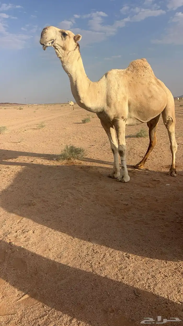 اللبيع عقابي طيب وانتاجه طيب وكفو 9