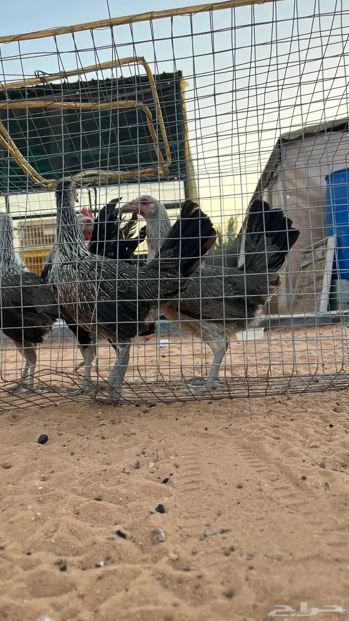 دجاج عربي 0
