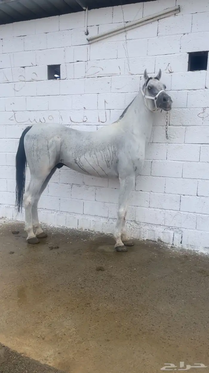 حصان شعبي حار جدا 3