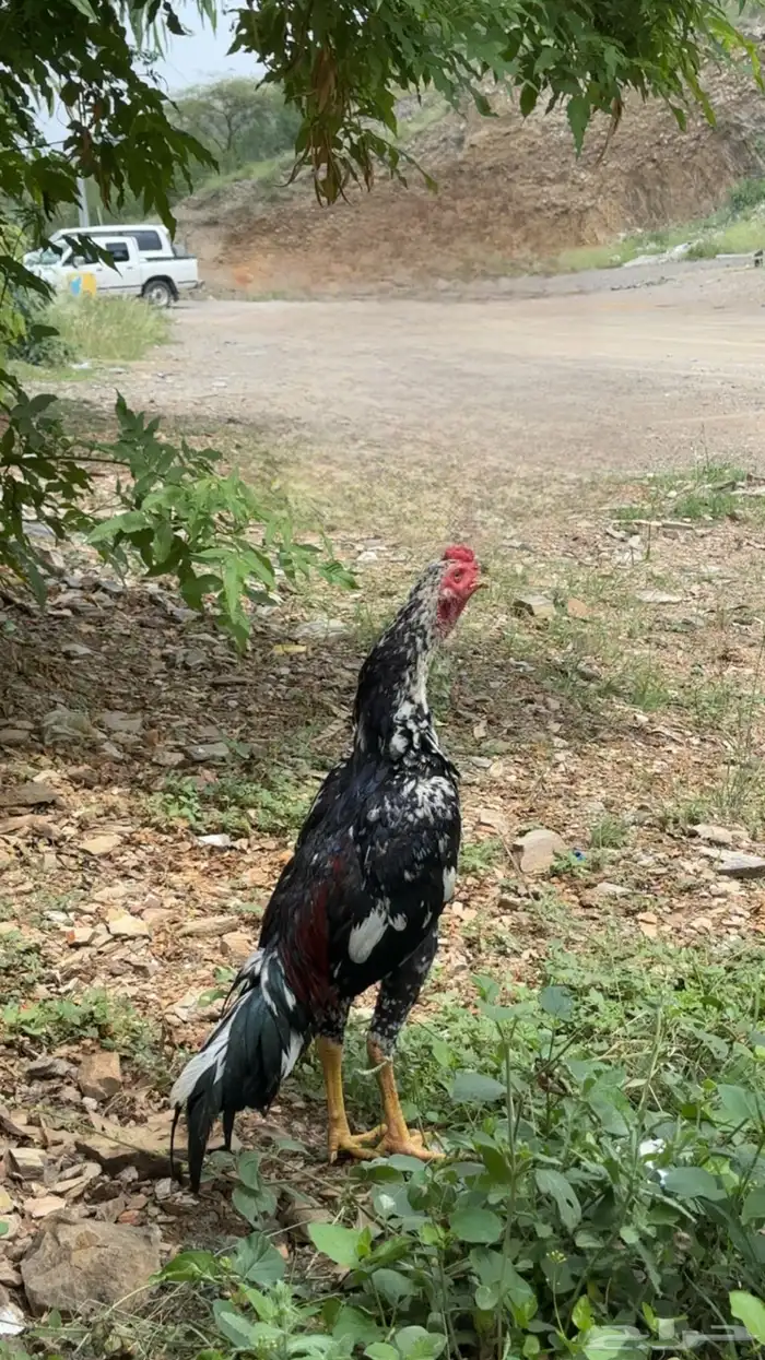 ديك سندي من نسل غبشان 0