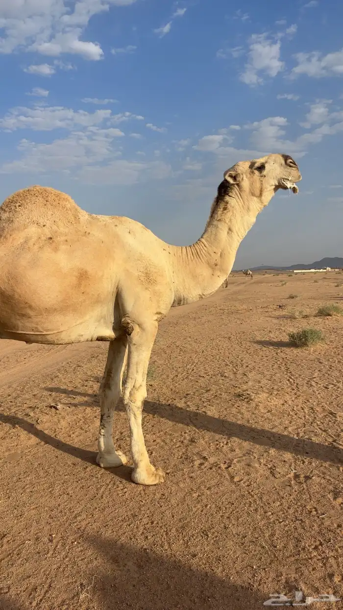 اللبيع عقابي طيب وانتاجه طيب وكفو 3