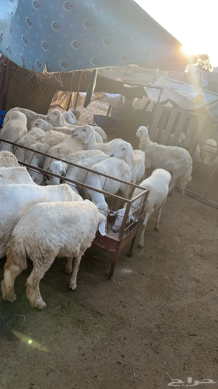 غنم دفيع تم البيع 1