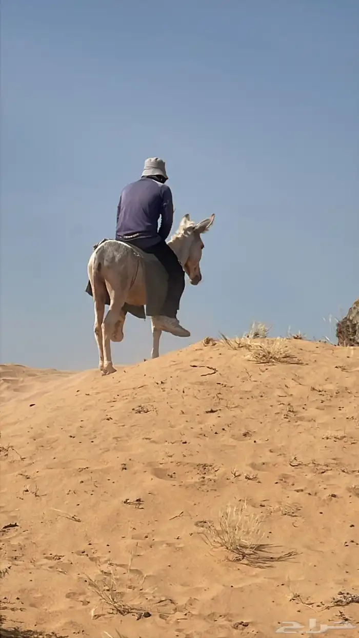 للبيع حمار مرياع شرط 4