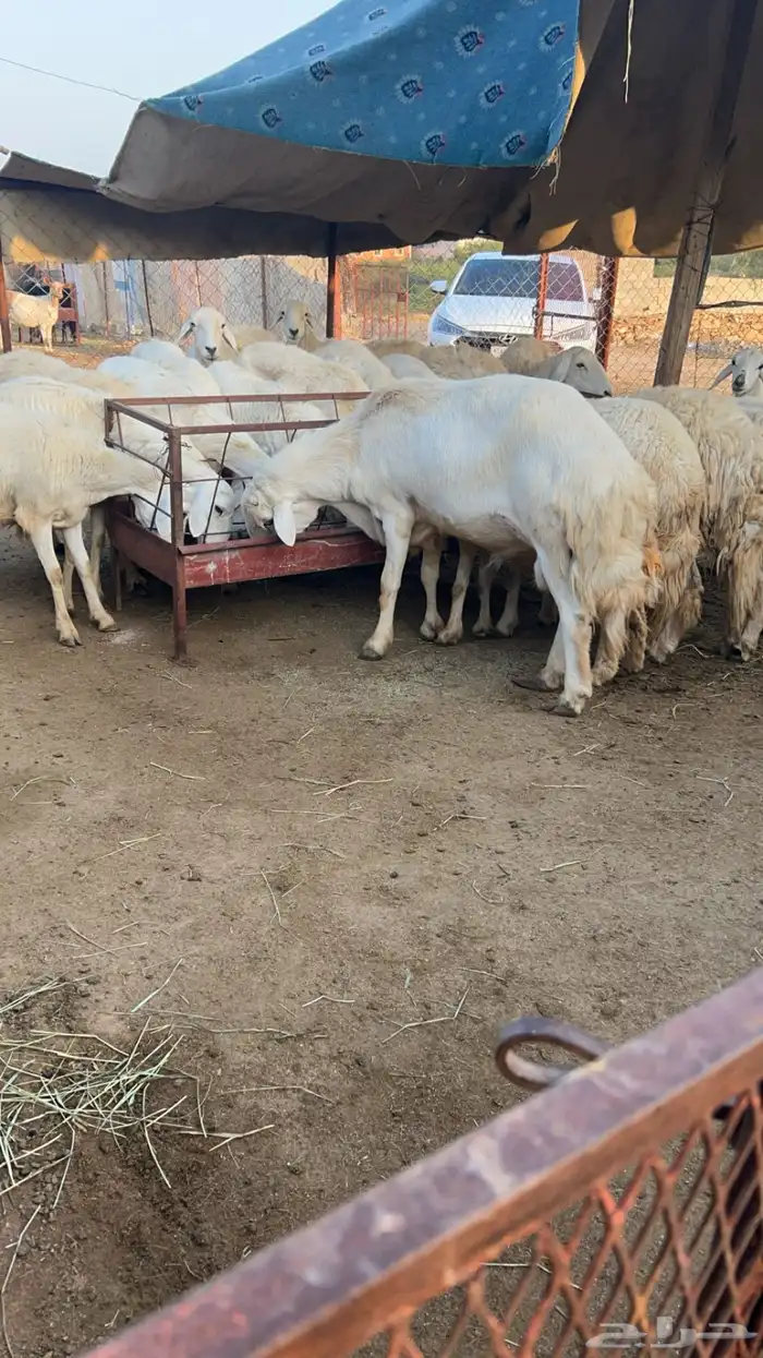 غنم دفيع تم البيع 0
