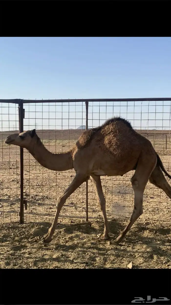 قعود 0