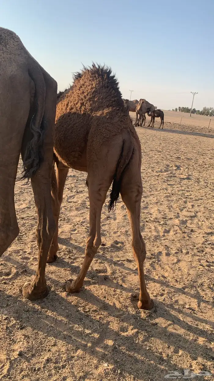 4 حاشي لباني 2