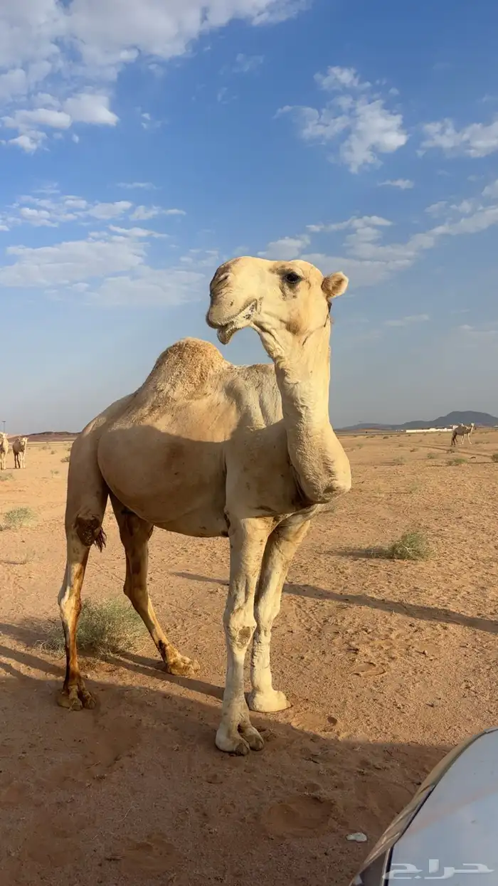 اللبيع عقابي طيب وانتاجه طيب وكفو 0