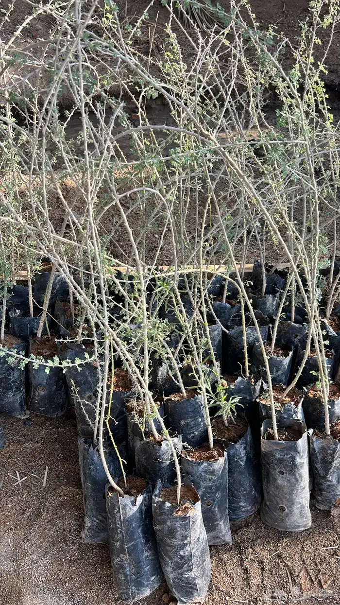 شتلات واشجار بريه سمر وطلح نجدي وقرض افريقي 2
