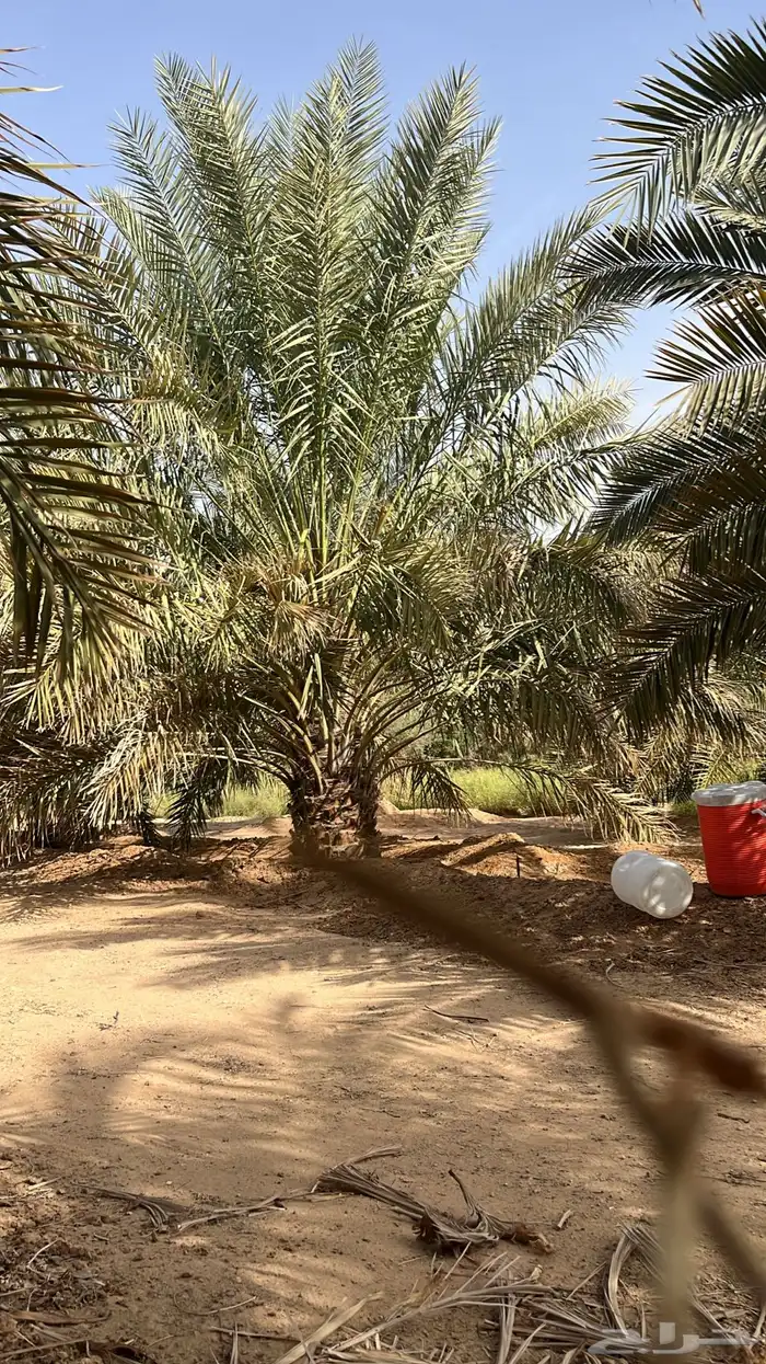 نخل 6
