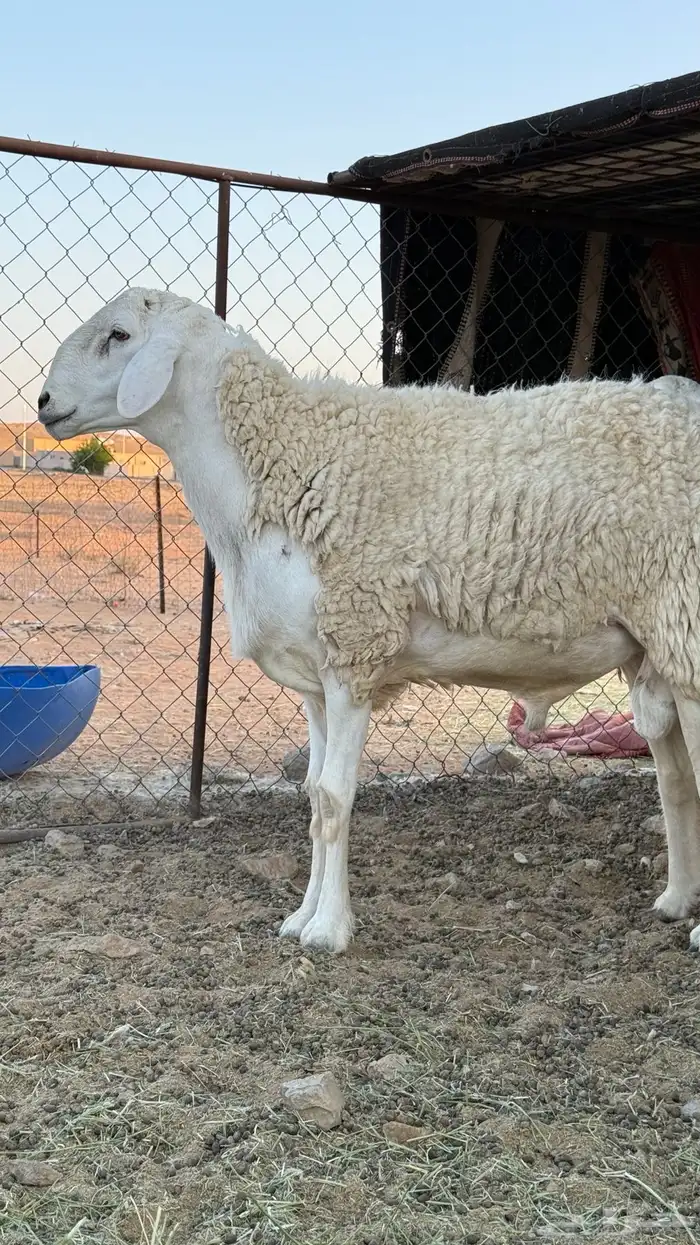 خروف حري صنف(تم البيع) 0