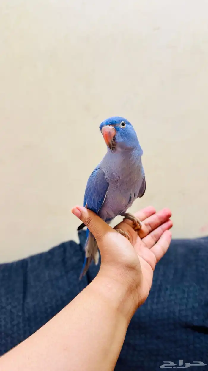 ببغاء درة 3