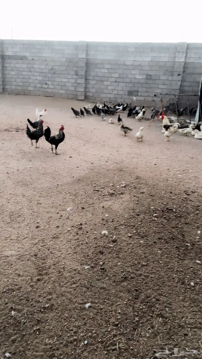 دجاج بلدي فيومي عربي 0