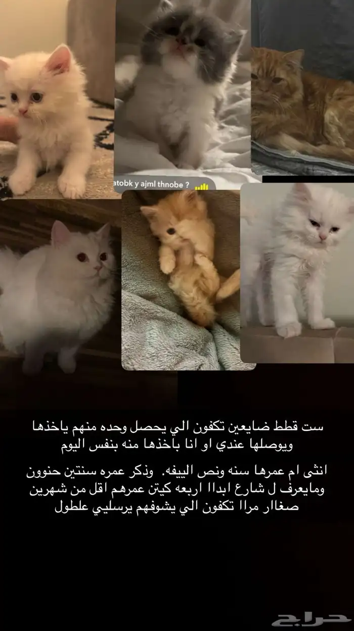 ست قطط ضايعين تكفون الي يشوفهم يكلمني 0