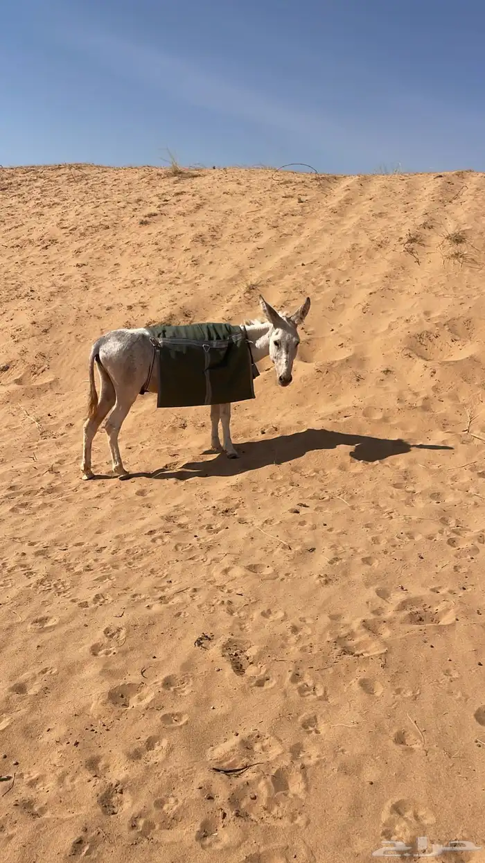 للبيع حمار مرياع شرط 1