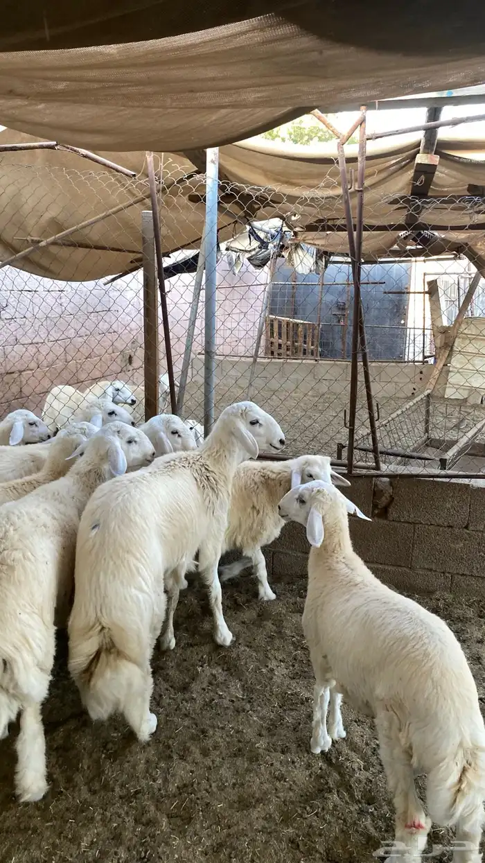 ذبايح طليان ورخال وتيوس حلال بر ونضيف ويوجد ذبح وتوصيل 1