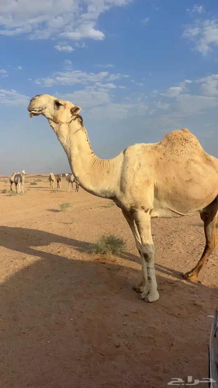 اللبيع عقابي طيب وانتاجه طيب وكفو 2
