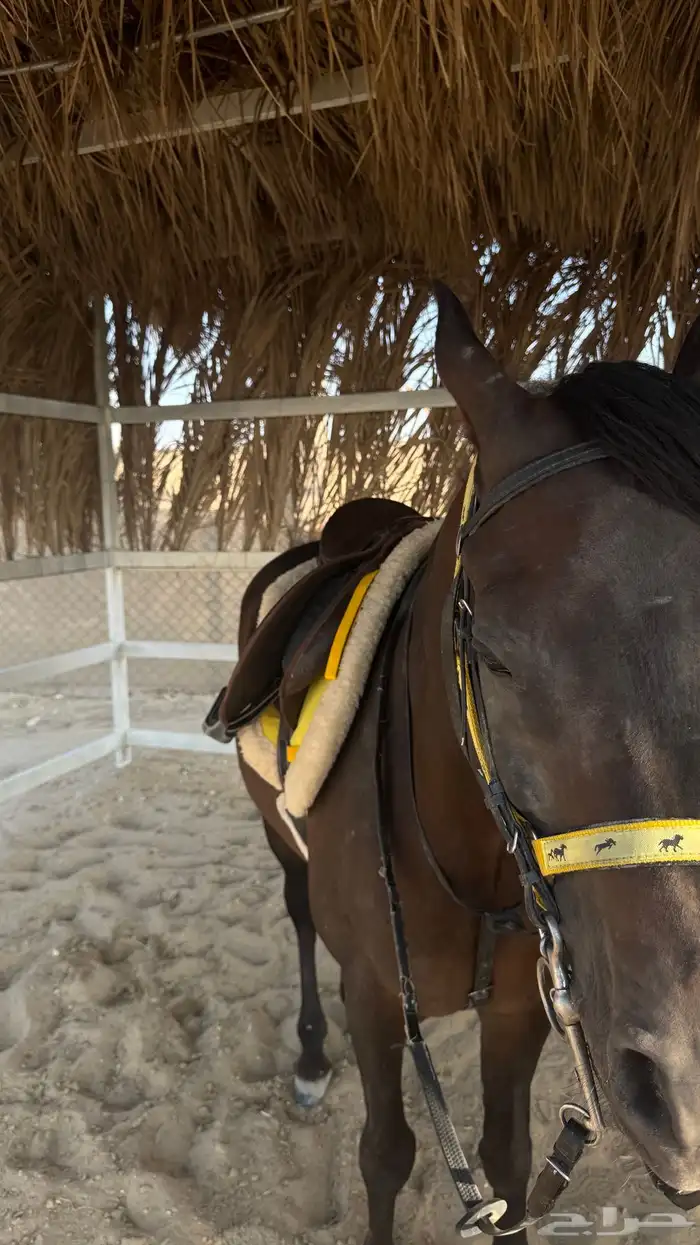 مربط العاديات لتدريب على الخيل العربية الأصيلة . 0