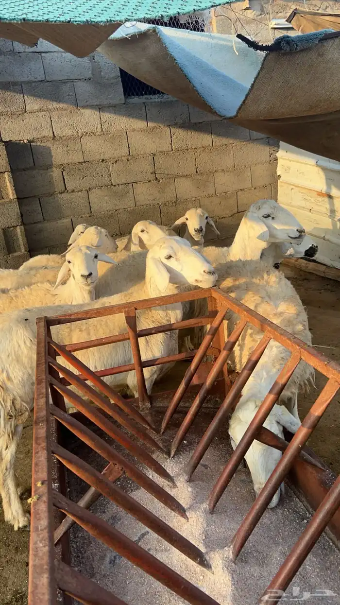 غنم دفيع تم البيع 2