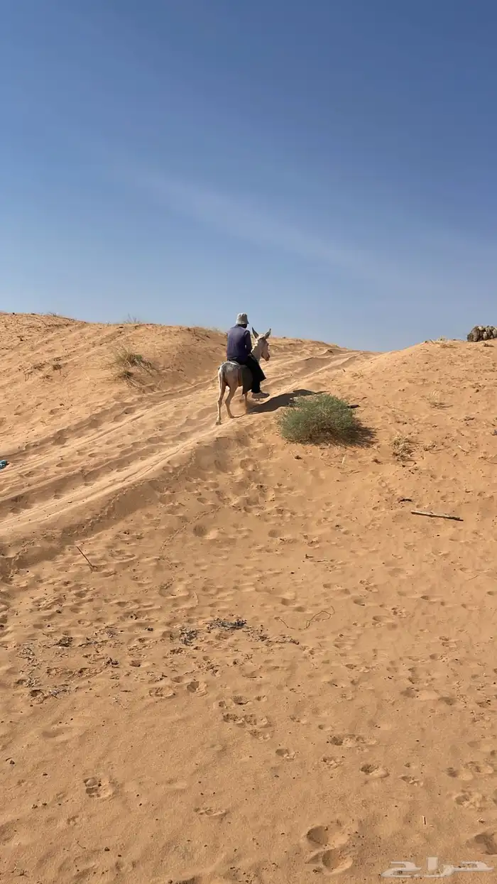 للبيع حمار مرياع شرط 3