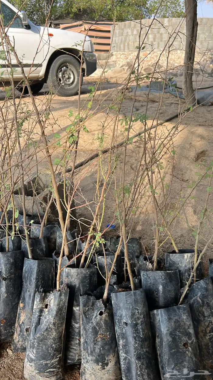 شتلات واشجار بريه سمر وطلح نجدي وقرض افريقي 1