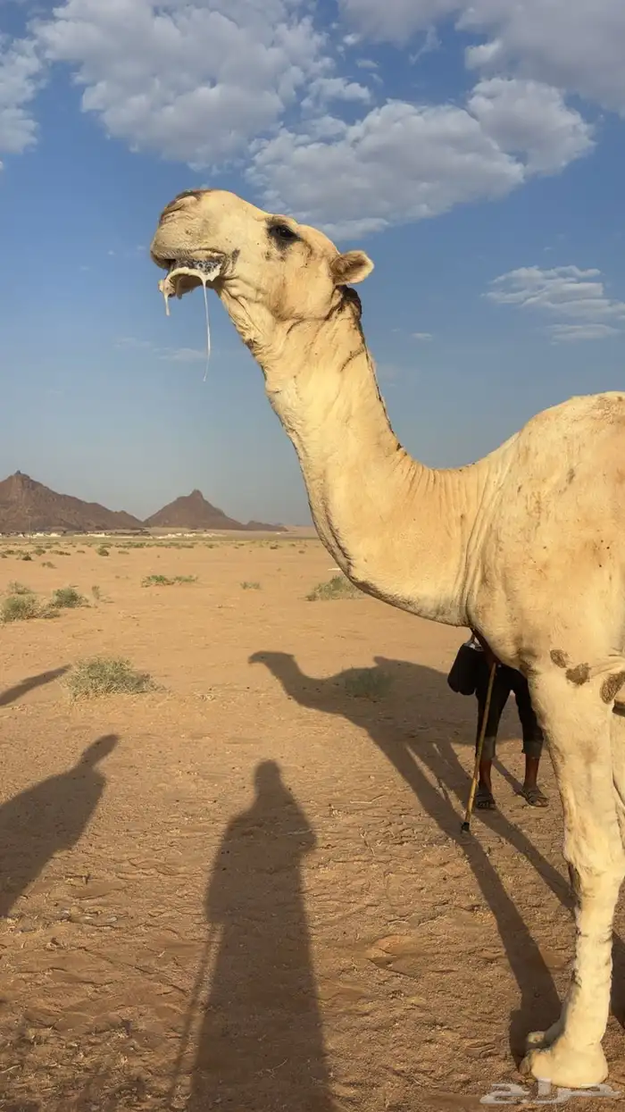 اللبيع عقابي طيب وانتاجه طيب وكفو 8