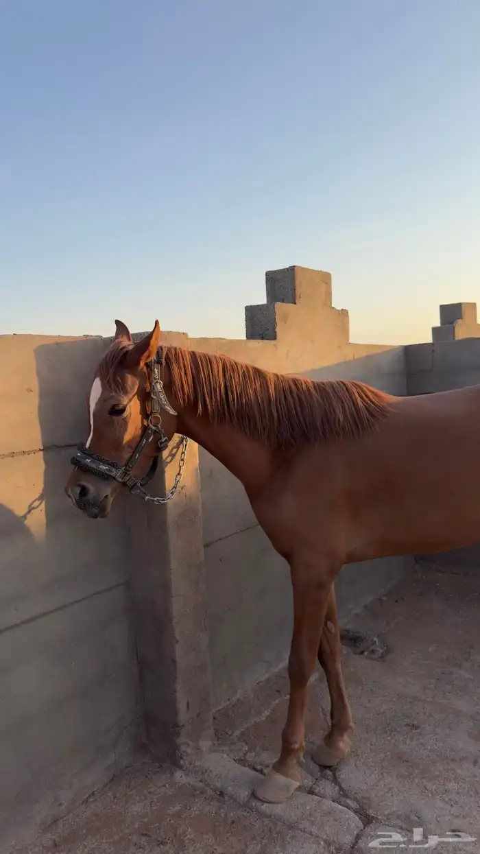 مهره شعبيه للبيع العمر سنتين 1