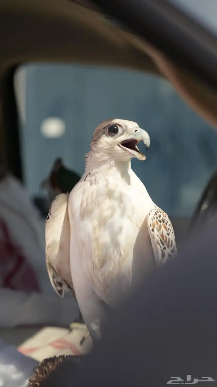 صقور والماعز القزم للايجار عروض مميزه 1