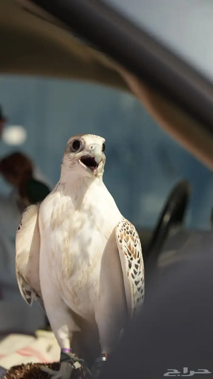 صقور والماعز القزم للايجار عروض مميزه 0