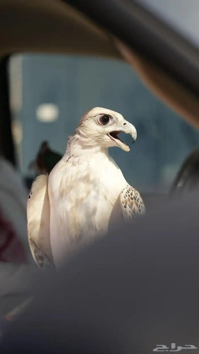 صقور والماعز القزم للايجار عروض مميزه 2